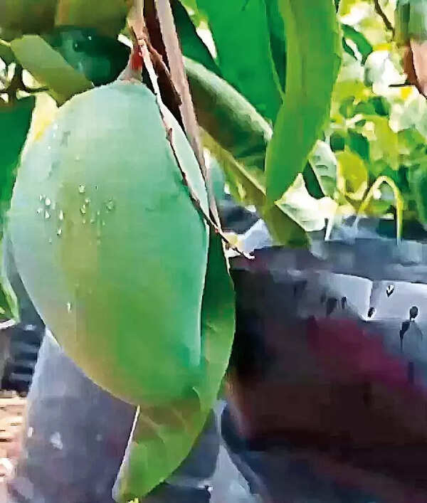 shiv_shankarnursery