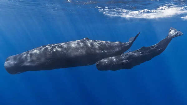 Sperm whale