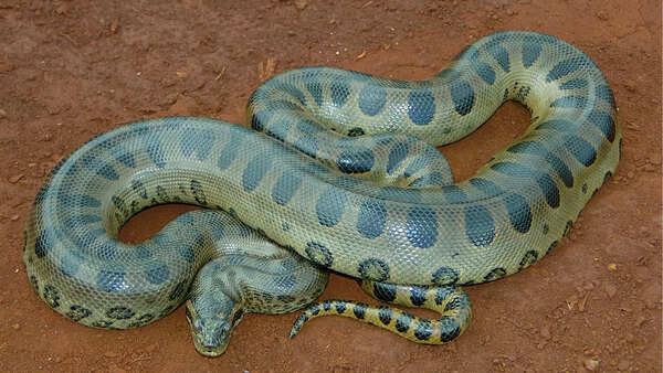 green anaconda
