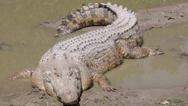 saltwater crocodile