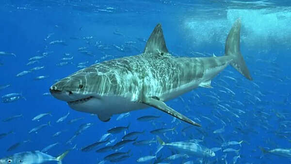 great white shark