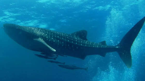 whale shark