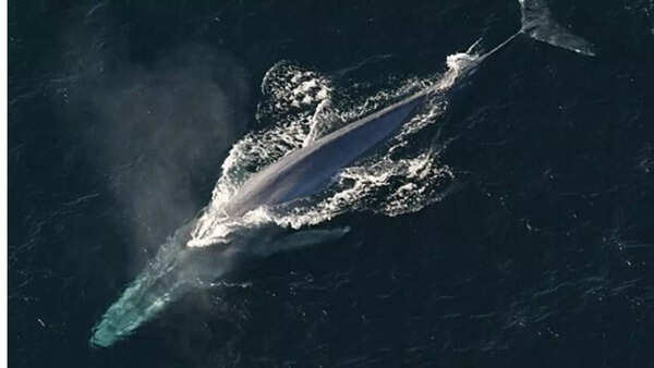 blue whale