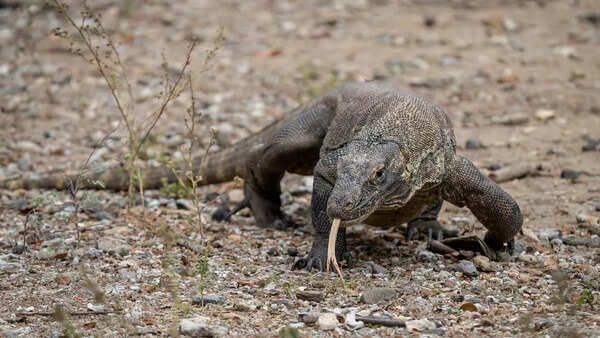 Komodo dragon