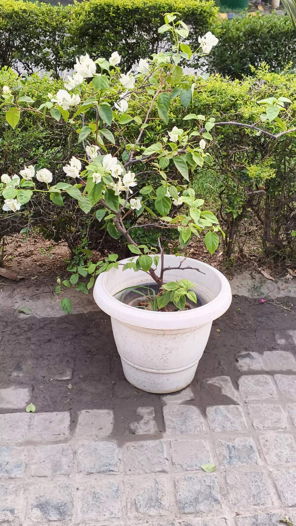 Infinix Note 50x camera sample 2