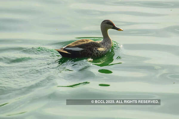 'Good time to spot resident birds' 'Good time to spot resident birds'