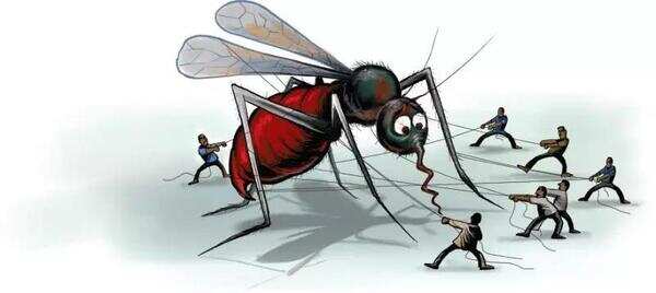 mosquito