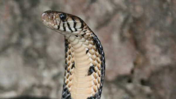 ​Forest cobra