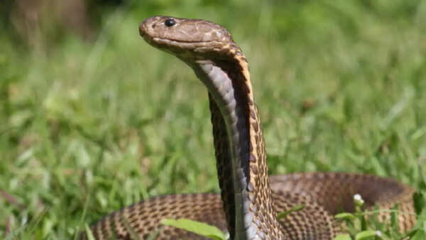 Philippine cobra
