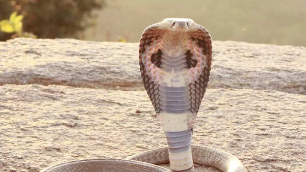 ​Indian cobra