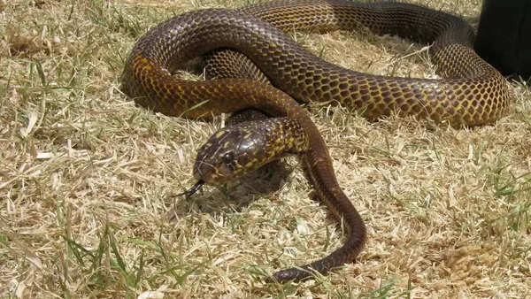 Cape cobra