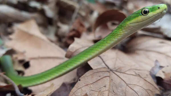 Rough green snake