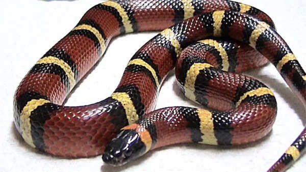 Milk snake