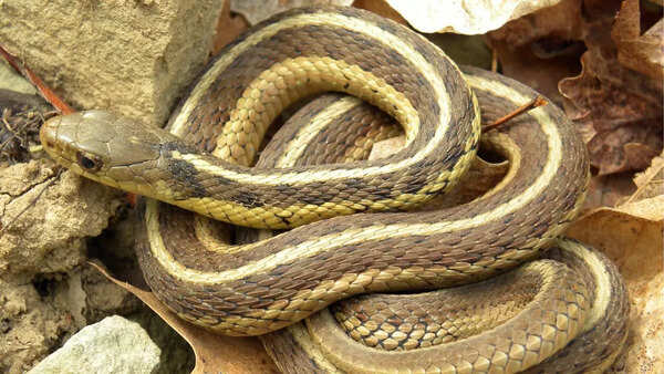 Common garter snake