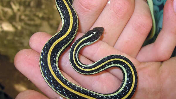 Western ribbon snake