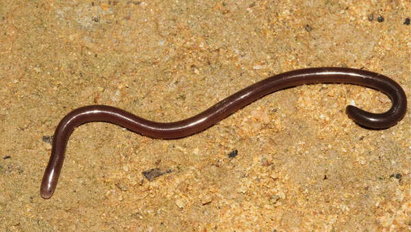 Brahminy worm snake