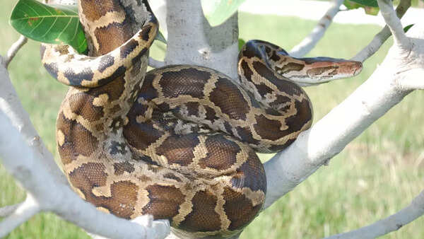 Indian rock python