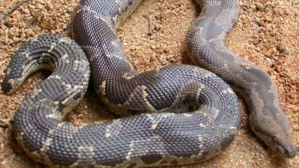 Common sand boa