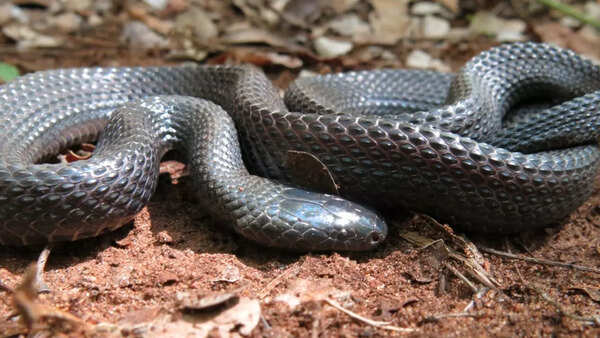 File snake