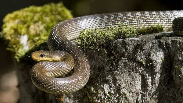 Indian rat snake