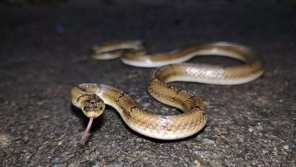 Russell's kukri snake