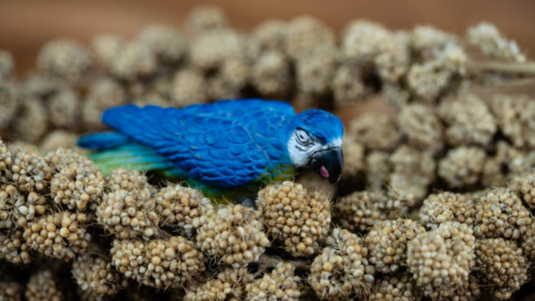 Spix’s Macaw