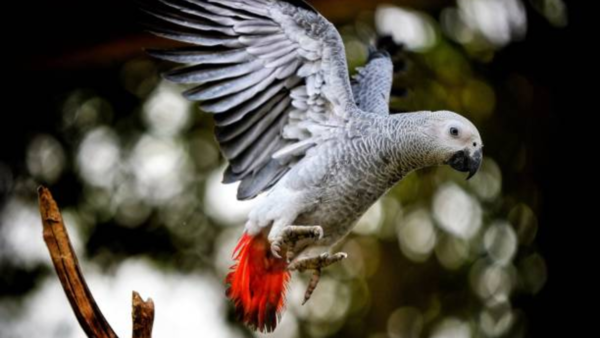 African Grey Parrot