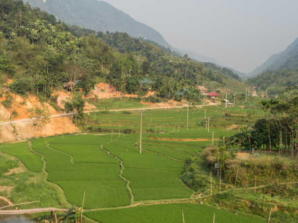 Rice terraces at Pù Luông