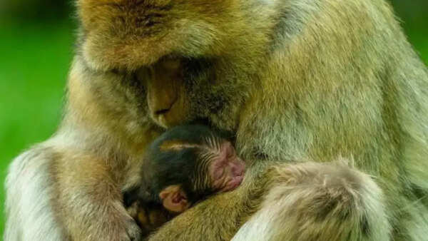 Barbary macaques adorable images captured