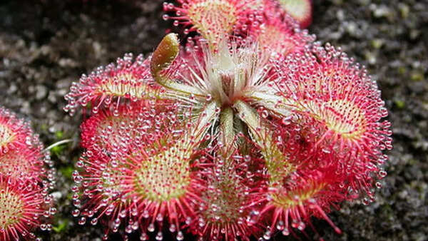 Sundew