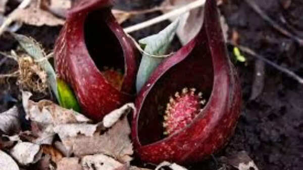 Skunk cabbage