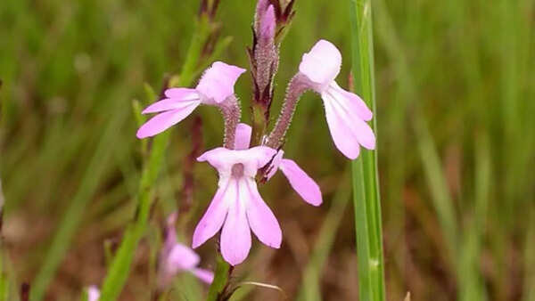 Witchweed