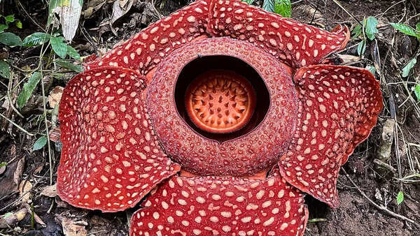 Rafflesia