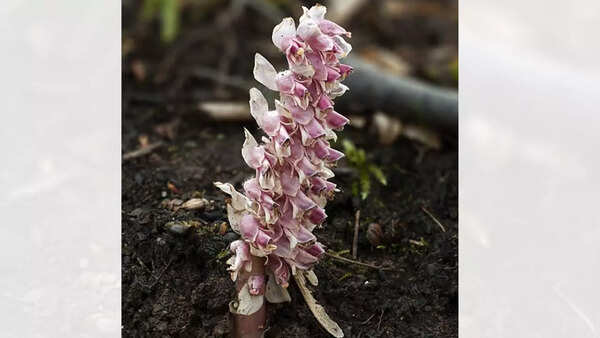 Toothwort