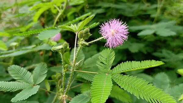Sensitive plant