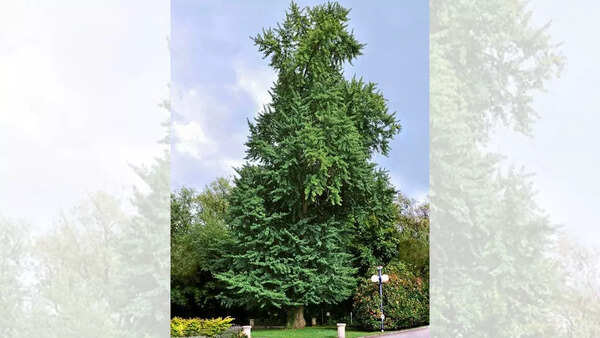 Maidenhair tree