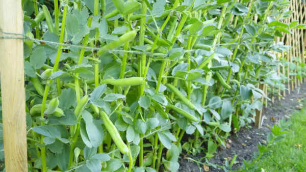Broad bean