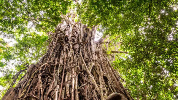 Strangling fig