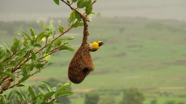 Weaver Bird nest