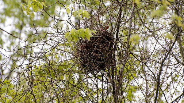 Brush Turkey (Talegalla) nest