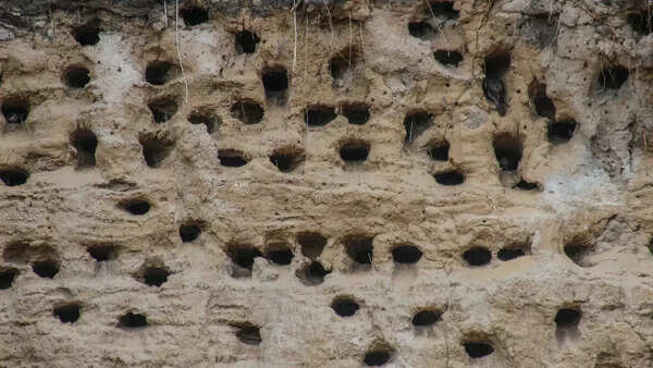 Cave Swiftlet nest