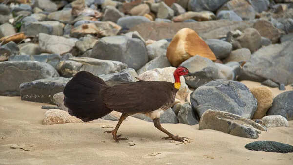 Megapode