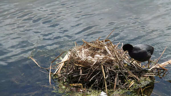 Horned Coot nest
