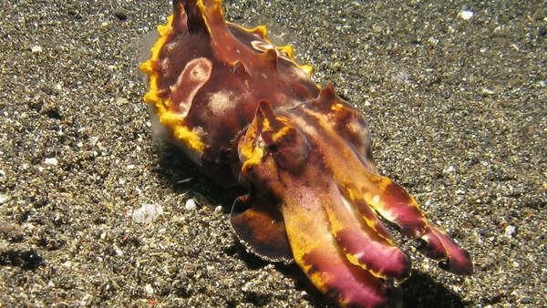 Flamboyant cuttlefish