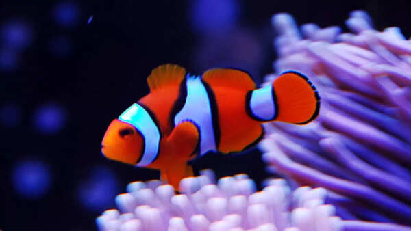 Clownfish