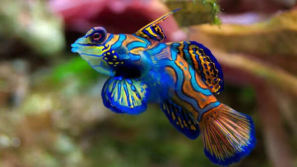 Mandarinfish