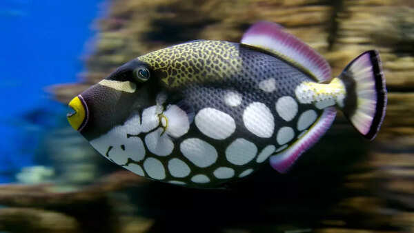 Clown triggerfish