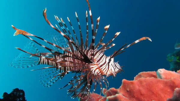Lionfish