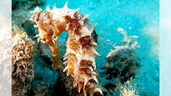 Seahorses