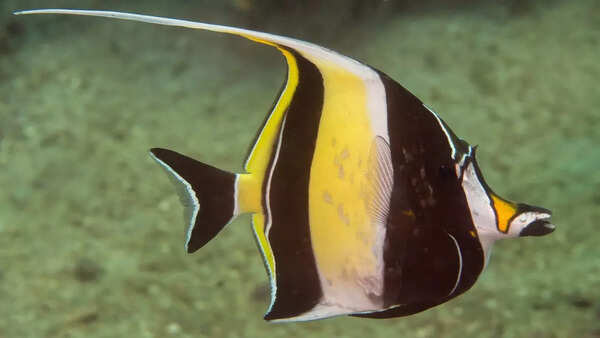 Moorish idol